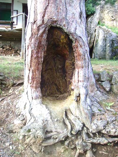 ����������� ���� 2009 � 1389.org.rs